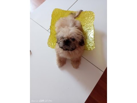Minik kızımıza yuva arıyoruz shih tzu
