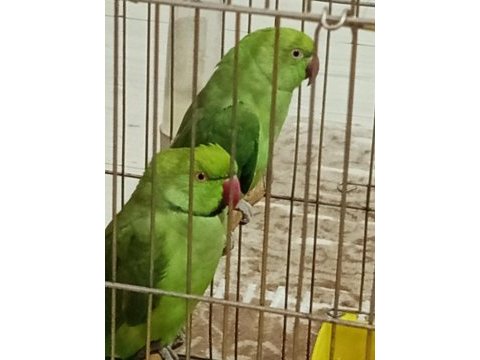 Eş pakistan kafesle satılık