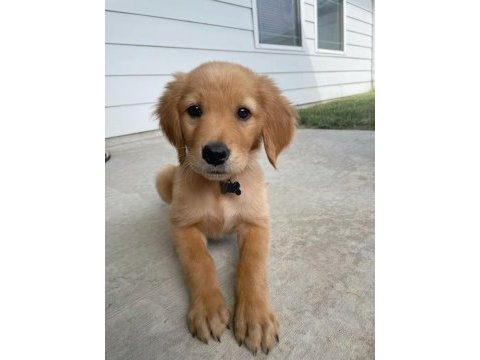 A kalite golden retriever yavrular