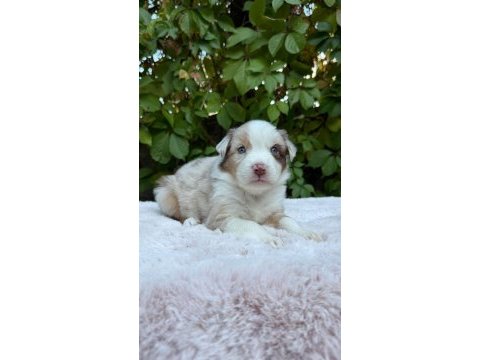 Border collie yavru