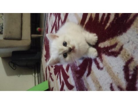 Çok oyuncu british shorthair miniğim
