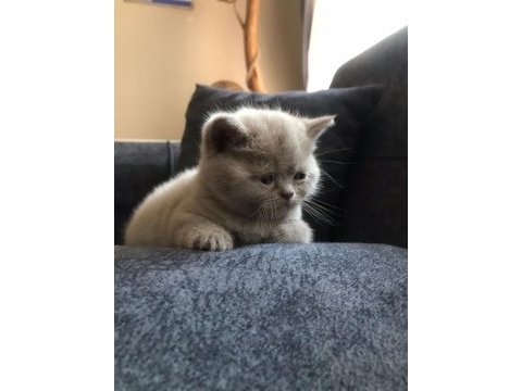 British shorthair yavrum