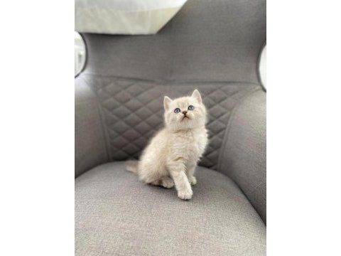 Brıtısh shorthair sılver yavrularım 