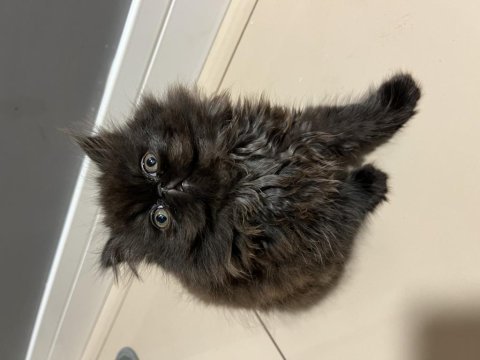 Exotic shorthair kedilerime yuva arıyorum