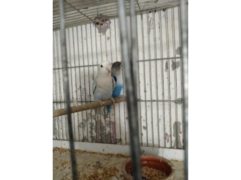 Cennet sevda papağanı mevcuttur