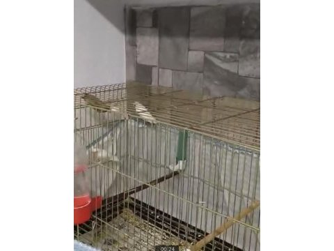 12 adet bakıcı bengal ispinozu