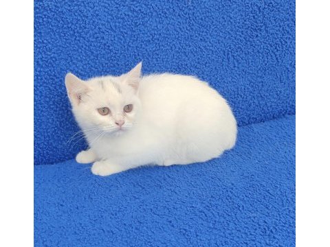 Bu güzelligi kaçıtmayın buyrun bu ponçik sizin olsun