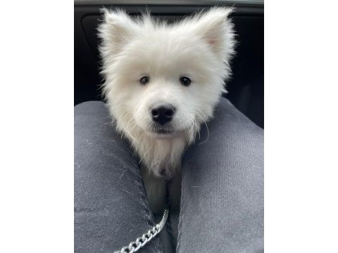 Kıf-fcı şecereli mükemmel kalite samoyed son 1 yavru
