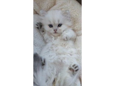 British longhair safkan yavrumuz