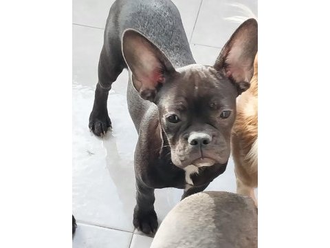 Yavurlarımız yeni yuva arıyor french bulldog