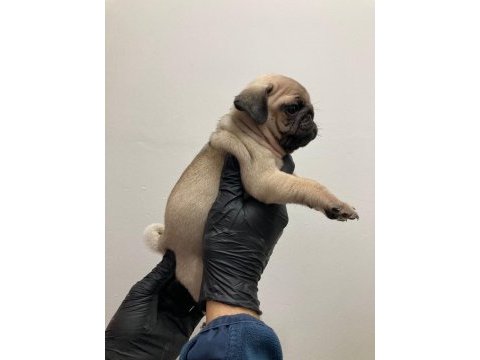 A kalite safkan pug