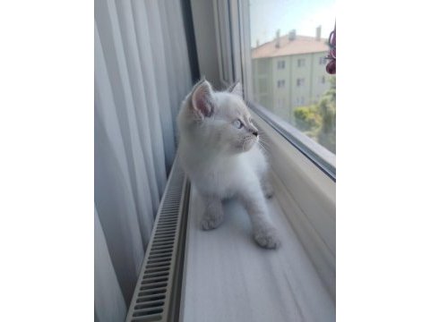 British shorthair yavru (dişi)