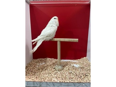 Show ve karışık muhabbet kuşlar
