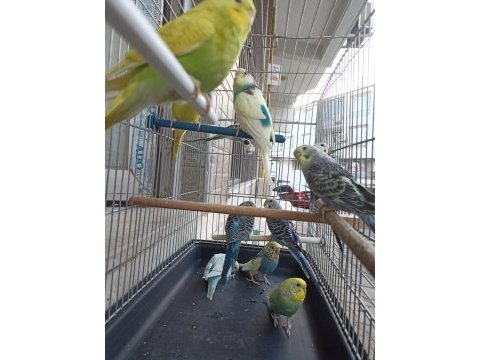 Yavru muhabbet kuşları son 9 adet