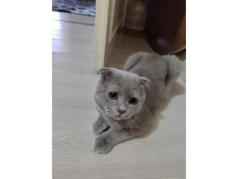 9 aylık erkek aşıları tam scottish fold