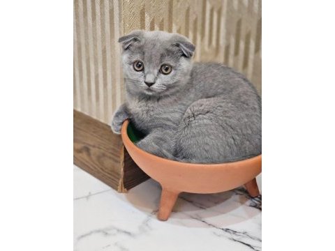 Çok acil 65 günlük safkan scottish fold dişi