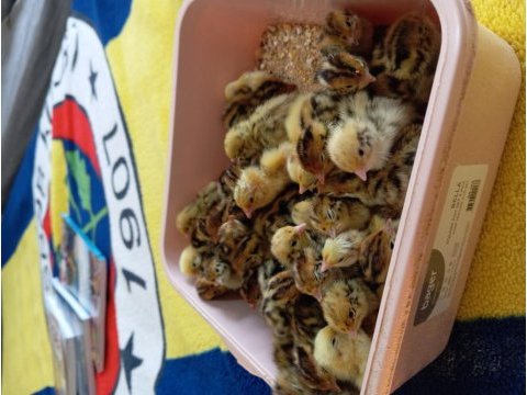 Yeni çıkım veya anaç bıldırcın