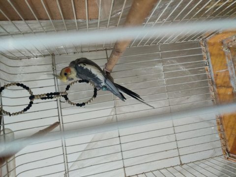 2 yaşında sultan papağanı erkek kızgın konuşur