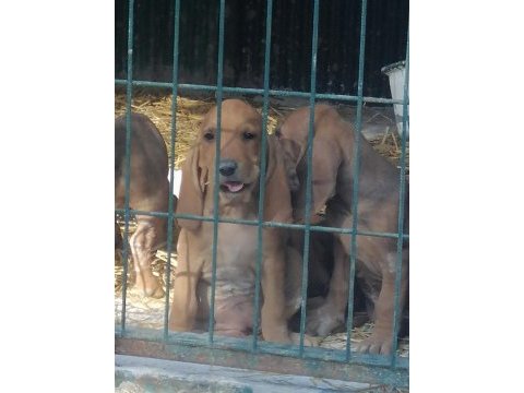 İtalyan tazısı segugio av köpeği