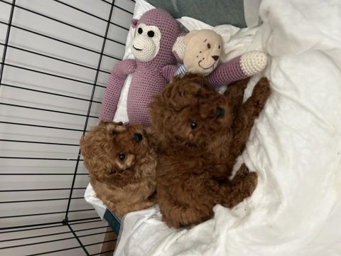 Yavru toy poodle