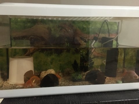 60 litre akvaryum, iç filtre ve hava motoru, su ısıtıcı