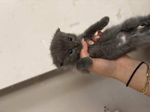 British shorthair - scottish fold kedimiz