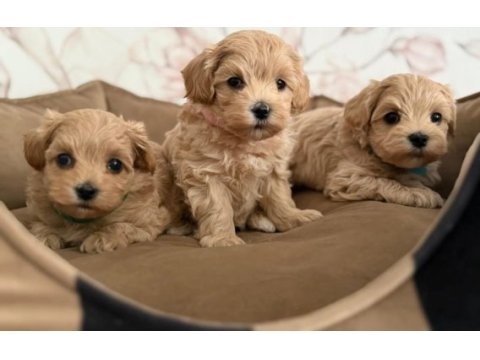 Maltipoo  yavrularımız 