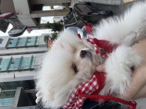 Pomeranian boo ayı surat