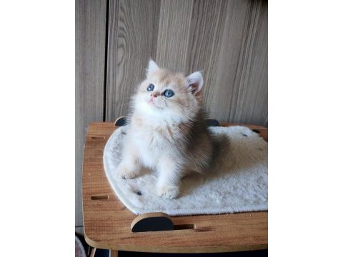 Blue golden dişi yavru kedimiz