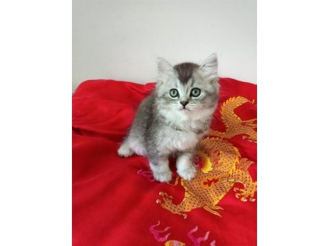 Yavru british shorthair