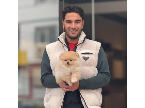 Yavru pomeranian bebeklerimiz