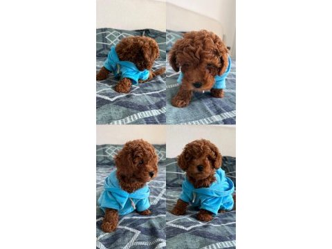 Toy poodle yavru köpek