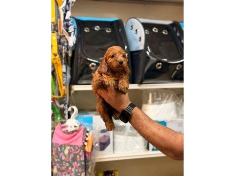 Toy poodle yavrularımız