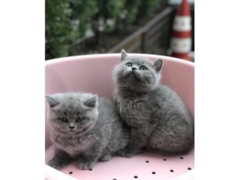 Gri brıtısh shorthair yavrularım 