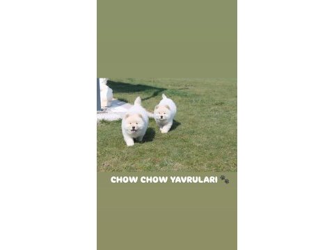 Ayı surat chow chow yavru köpekler