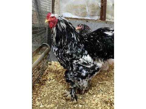 Blue modled brahma kuluçkalık yumurta & civciv