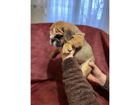 Üst kalite ingiliz bulldog bebekler