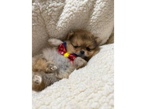 İyisi değil en iyisi 1 dişi ve 2 erkek teddy bear pomeranian