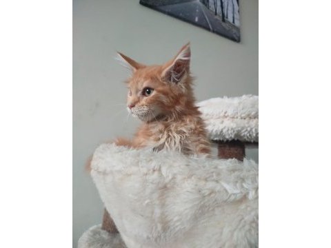 Mainecoon oranj erkek torti özellikli