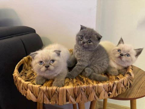 Blue point british shorthair