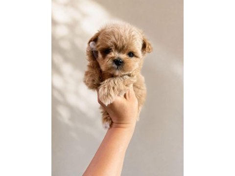 Kore maltipoo yavrular