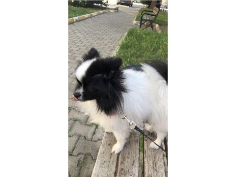 13 aylık dişi pomeranian boo
