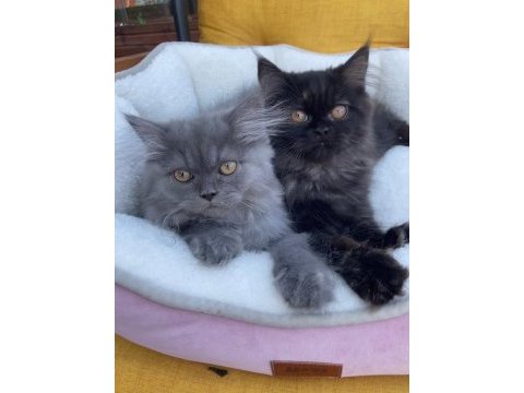 2 yavru kardeşler british longhair