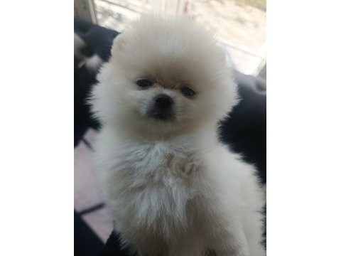 Mini pomeranian boo yavrular