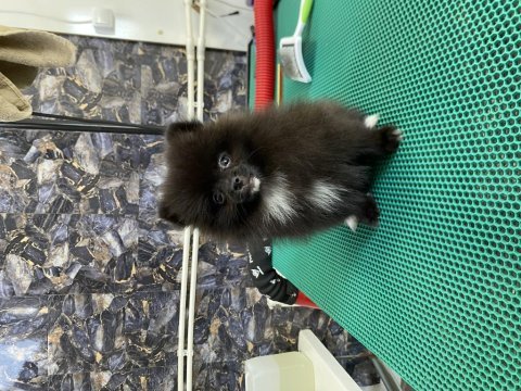 Pomeranian black yavrularımız teslime hazır