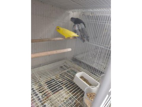 Son kalan 4 yavru dişi erkekli forpuslar