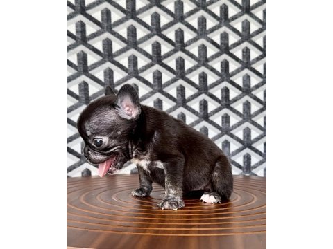Fluffy french bulldog dişiler