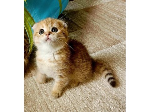 Muhteşem kan ve güzellikte british longhair yavrularımız