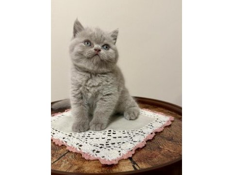British shorthair (lilac)