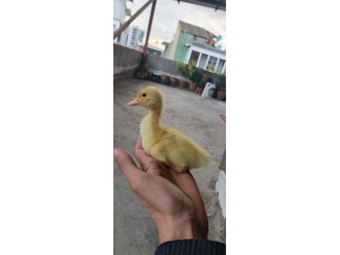 Çoluk çocuğunu sevindir ördek civcivi bulunur